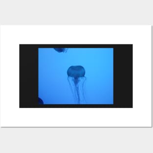 Blue Silhouetted Jellyfish Photo Print And Others Posters and Art